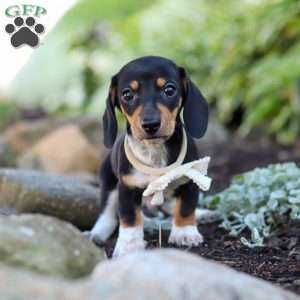 Duke, Dachshund Puppy